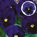 Bild von Viola P9 Grootbloemig Deep blue